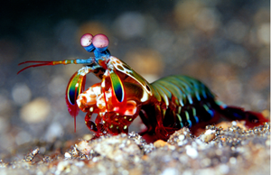 What Can Marketers Learn From the Amazing Mantis Shrimp?