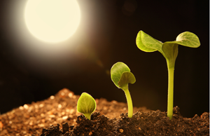 Preparing for the Green Shoots of Recovery: How Marketing Must Prepare